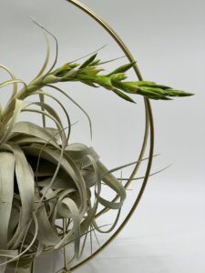 Õhulill_tillandsia_xerographica