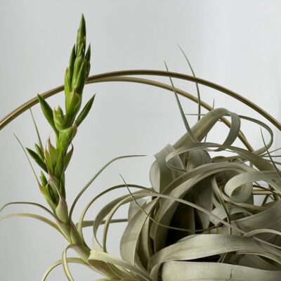 Õhulill_tillandsia_xerographica