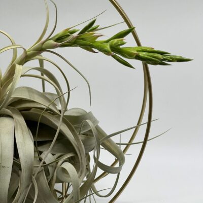 Õhulill_tillandsia_xerographica