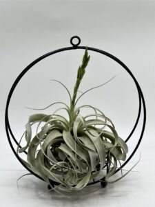 Õhulill_tillandsia_xerographica