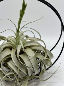 Õhulill_tillandsia_xerographica