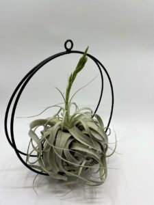 Õhulill_tillandsia_xerographica