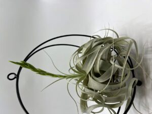 Õhulill_tillandsia_xerographica