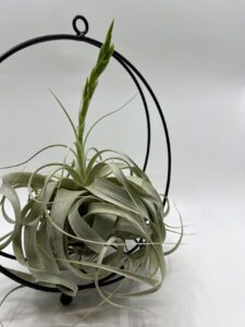 Õhulill_tillandsia_xerographica