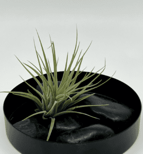 Õhulilleseade scaposa