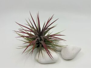 Tillandsia_var_rubra