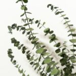 Eucalyptus branches