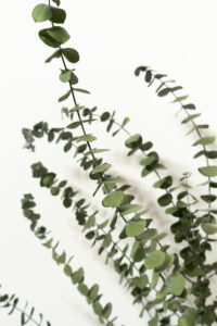 Säilitatud eukalüpti oksad _Eucalyptus branches