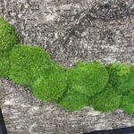 Kasetohust ja mätassamblikust pilt_ birch bark and moss