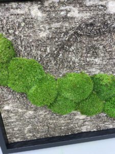 Kasetohust ja mätassamblikust pilt