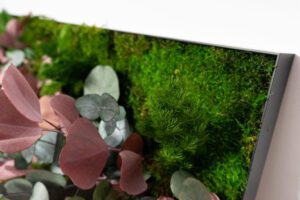 Säilitatud taimedest pilt