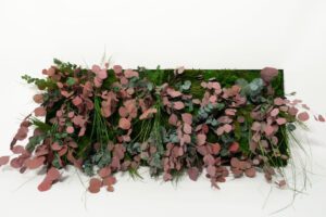 Säilitatud taimedest pilt