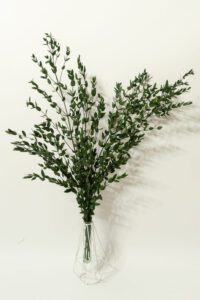 Eucalyptus parvifolia