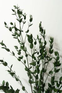 Säilitatud taimed_parvifolia
