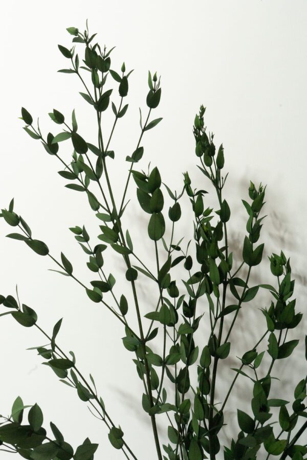 Säilitatud oksad parvifolia