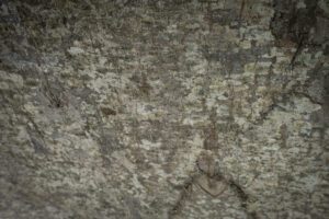 Lepapuu koorest paneel_ alder bark panel