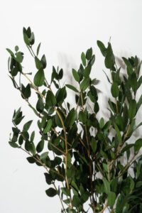 Säilitatud oliivipuu oksad