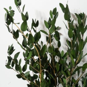 Säilitatud oliivipuu oksad