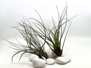 Õhulilled e tillandsiad