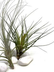 Õhulilled e tillandsiad