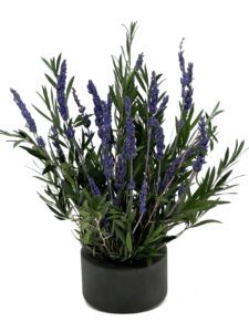 Lavendel kivist alusel