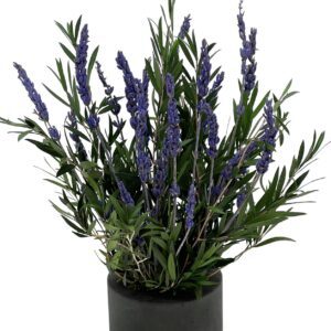 Lavendel kivist alusel