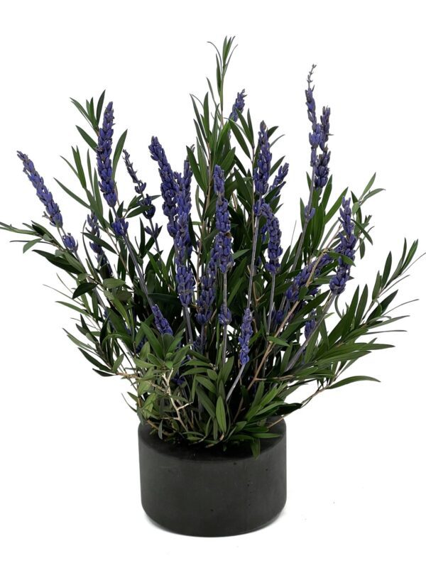 Lavendel kivist alusel 2