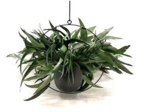 Säilitatud oksad riputatavas vaasis