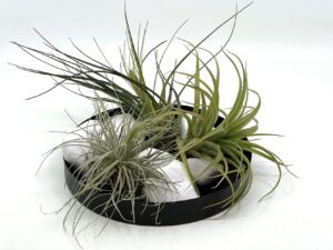 Tillandsia e õhulill komplekt