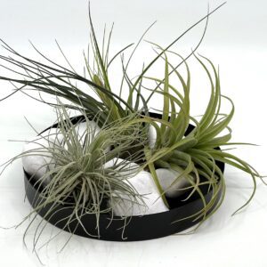 Tillandsia e õhulill komplekt