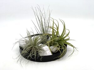 Tillandsia e õhulill komplekt