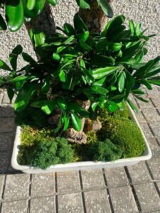 Stabiliseeritud Bonsai Tobira