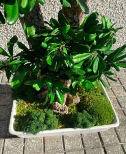Stabiliseeritud Bonsai Tobira