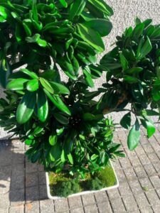 Stabiliseeritud Bonsai Tobira