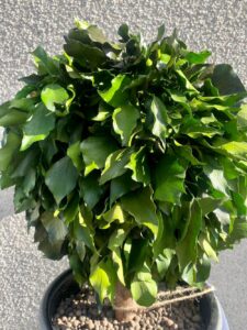 Hedera Topiary keraamilises vaasis