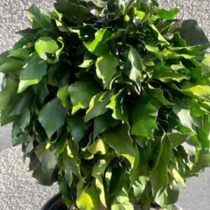 Hedera Topiary keraamilises vaasis