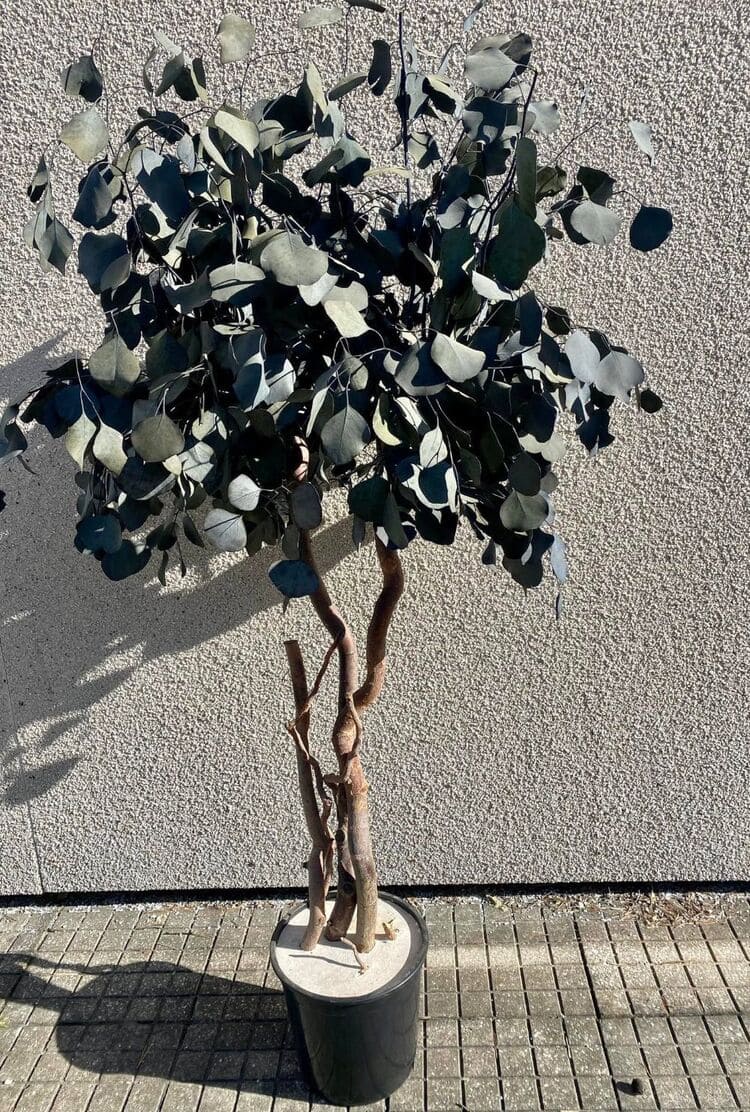 Stabiliseeritud Populus Crown puu 1,3 m
