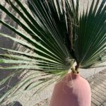 Säilitatud palmioksad roosas vaasis