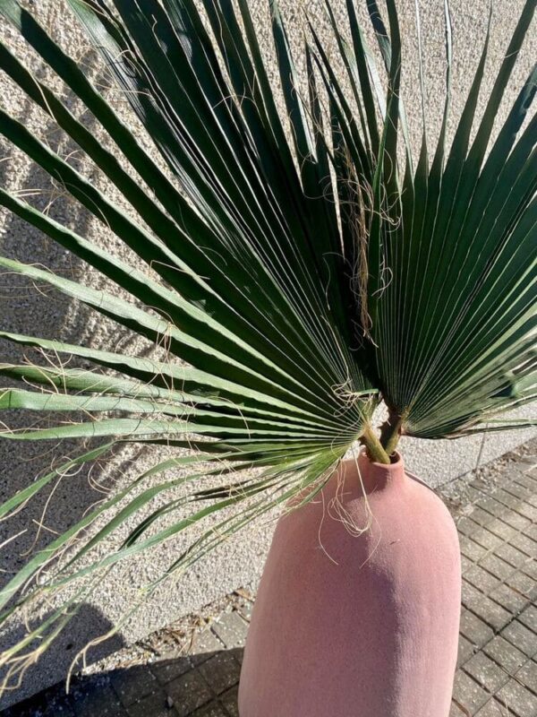 Säilitatud palmioksad roosas vaasis