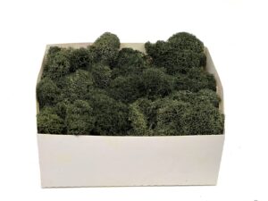 Stabiliseeritud põdrsammal