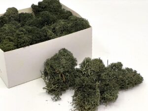 Stabiliseeritud põdrsammal