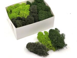 Stabiliseeritud põdrsammal