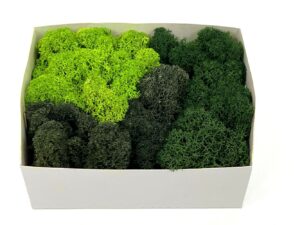 Stabiliseeritud põdrsammal