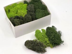 Stabiliseeritud põdrsammal