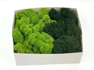 Stabiliseeritud põdrasamma