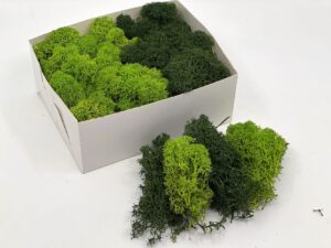 Stabiliseeritud põdrasammal