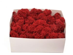 Stabiliseeritud põdrsammal Red