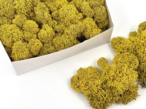 Stabiliseeritud põdrasammal Yellow