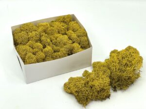 Stabiliseeritud põdrasammal Yellow