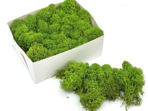 Stabiliseeritud põdrasammal May Green